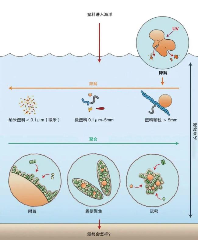 人类生殖液中发现微塑料 微小颗粒侵入核心地带