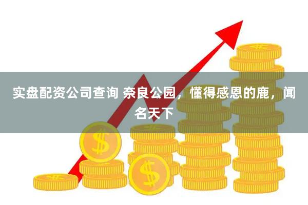 实盘配资公司查询 奈良公园，懂得感恩的鹿，闻名天下