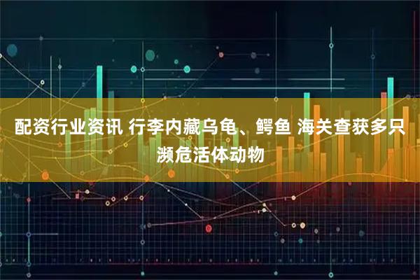 配资行业资讯 行李内藏乌龟、鳄鱼 海关查获多只濒危活体动物